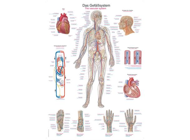 Plakat Vascular System AL506